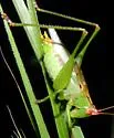 Texas Meadow Katydid