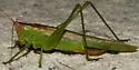 Texas Meadow Katydid - photo 2