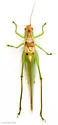 Texas Meadow Katydid - photo 3