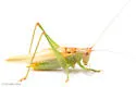 Texas Meadow Katydid - photo 5