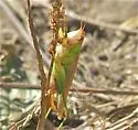 Dusky-faced Meadow Katydid