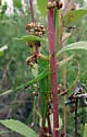 Dusky-faced Meadow Katydid - photo 2