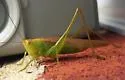 Dusky-faced Meadow Katydid - photo 3