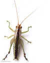 Dusky-faced Meadow Katydid - photo 4