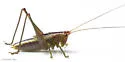 Dusky-faced Meadow Katydid - photo 5