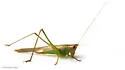 Stripe-faced Meadow Katydid