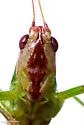 Stripe-faced Meadow Katydid - photo 3