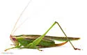 Stripe-faced Meadow Katydid - photo 4
