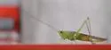 Delicate Meadow Katydid