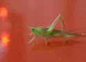 Delicate Meadow Katydid - photo 2