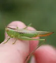 Delicate Meadow Katydid - photo 4