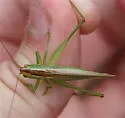 Delicate Meadow Katydid - photo 5