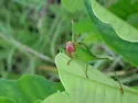 Red-headed Meadow Katydid