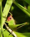 Red-headed Meadow Katydid - photo 2