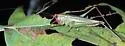 Red-headed Meadow Katydid - photo 3