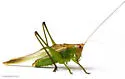 Red-headed Meadow Katydid - photo 4