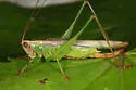 Seaside Meadow Katydid