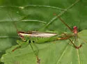 Seaside Meadow Katydid - photo 2