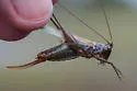 Seaside Meadow Katydid - photo 3