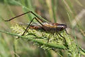Seaside Meadow Katydid - photo 4