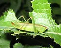 Gladiator Meadow Katydid