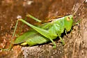 Gladiator Meadow Katydid - photo 2