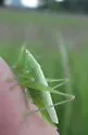 Gladiator Meadow Katydid - photo 3