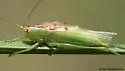 Gladiator Meadow Katydid - photo 4