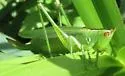 Gladiator Meadow Katydid - photo 5