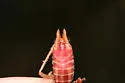 Military Meadow Katydid - Orchelimum militare