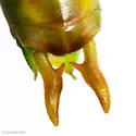 Military Meadow Katydid - photo 2