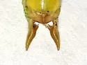 Military Meadow Katydid - photo 3