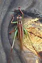 Lesser Pine Katydid - Orchelimum minor