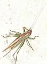 Lesser Pine Katydid - photo 2
