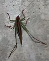 Lesser Pine Katydid - photo 3
