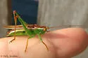 Lesser Pine Katydid - photo 4