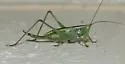 Lesser Pine Katydid - photo 5