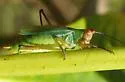 Black-legged Meadow Katydid