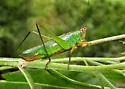 Black-legged Meadow Katydid - photo 2