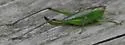Black-legged Meadow Katydid - photo 3
