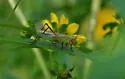 Black-legged Meadow Katydid - photo 4