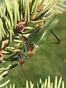 Black-legged Meadow Katydid - photo 5