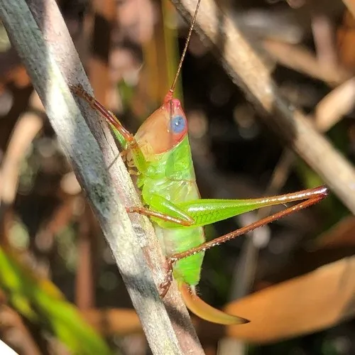 Handsome Meadow Katydid