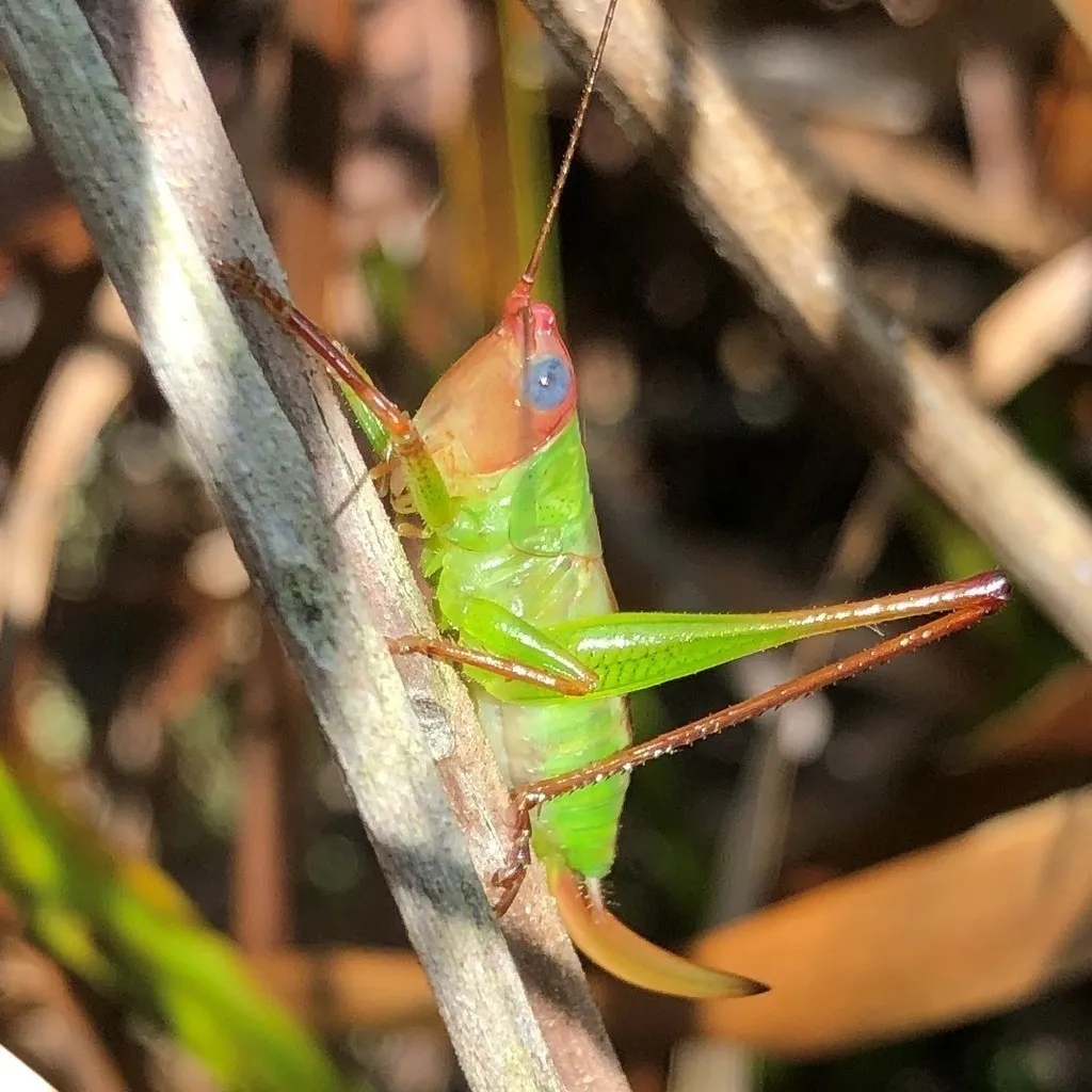 Handsome Meadow Katydid - photo 2