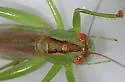 Long-spurred Meadow Katydid