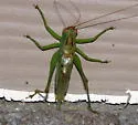 Long-spurred Meadow Katydid - photo 2