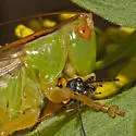 Long-spurred Meadow Katydid - photo 3