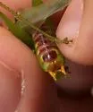 Long-spurred Meadow Katydid - photo 4