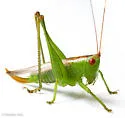 Long-spurred Meadow Katydid - photo 5