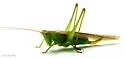 Superb Meadow Katydid - photo 2